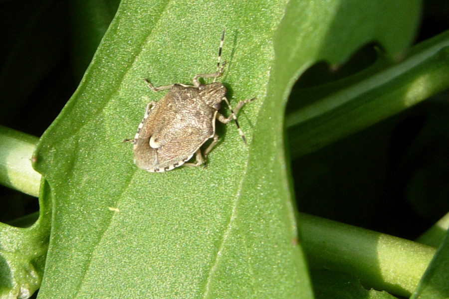 Holcostethus sphacelatus